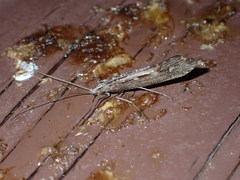 Glyphopsyche irrorata