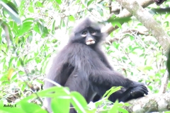 Presbytis robinsoni