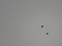 Bartramia longicauda