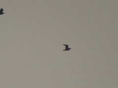 Bartramia longicauda