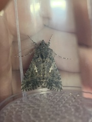 Trichoplusia