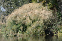 Cyperus papyrus