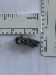 Trichoplusia