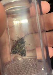 Trichoplusia