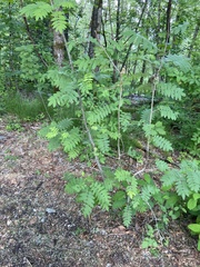 Sorbus aucuparia