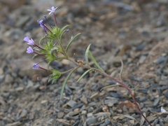 Collomia tinctoria