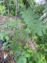 Sorbus aucuparia