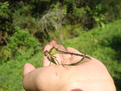Erpetogomphus sipedon