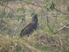 Pernis ptilorhynchus