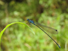 Caconeura ramburi