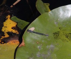 Pseudagrion draconis