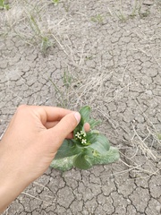 Conringia orientalis