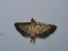 Cnaphalocrocis trebiusalis
