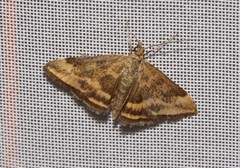 Pyrausta borealis