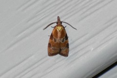 Cenopis diluticostana