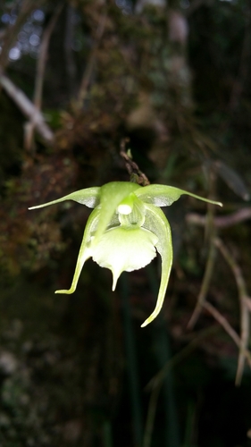 Aeranthes strangulata Frapp. ex Cordem.