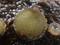 Ascobolus crenulatus