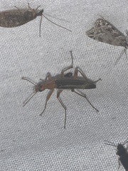 Cephaloon lepturides