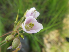 Heliophila rigidiuscula