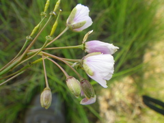 Heliophila rigidiuscula