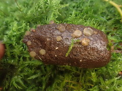 Ascobolus crenulatus