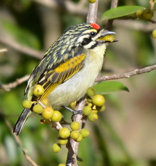Pogoniulus pusillus pusillus