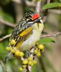 Pogoniulus pusillus pusillus