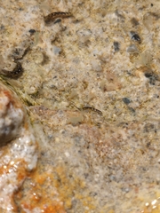 Branchinecta mackini