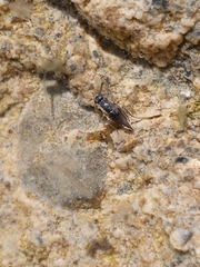 Branchinecta mackini
