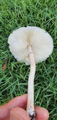 Leucoagaricus