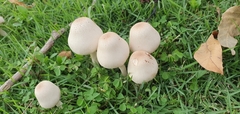 Leucoagaricus