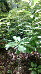 Melicytus macrophyllus