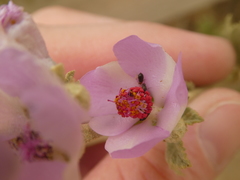 Eschatocrepis constrictus