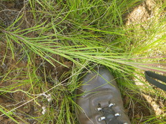 Heliophila rigidiuscula