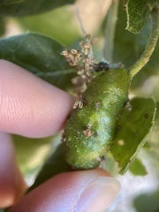 Callirhytis congregata