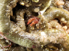 Discorsopagurus schmitti