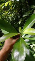 Melicytus macrophyllus