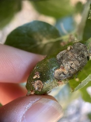 Callirhytis congregata