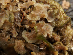 Dendrobeania lichenoides