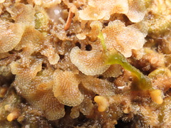Dendrobeania lichenoides