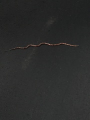 Lampropeltis knoblochi