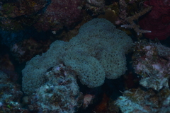 Fimbriaphyllia ancora