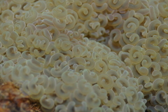 Fimbriaphyllia ancora