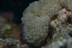 Fimbriaphyllia ancora