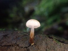 Hygrocybe roseoflavida