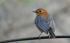 Cossypha natalensis natalensis