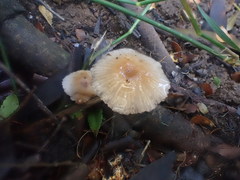 Hygrocybe roseoflavida