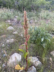 Rumex patientia
