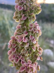 Rumex patientia