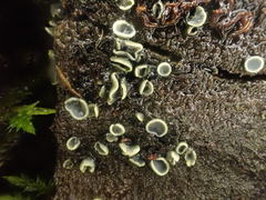 Chlorosplenium chlora